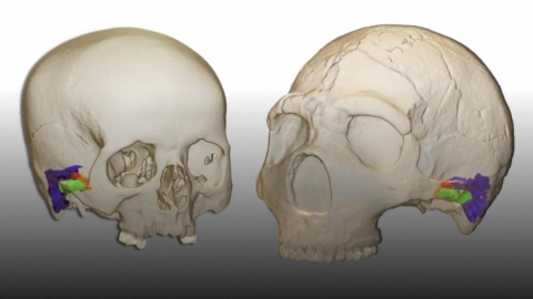 Model i njeriut modern (majtas), Neandertal (djathtas)